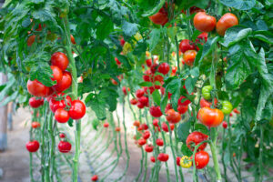 Co ile sadzić pomidory