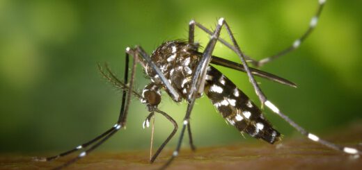 Co odstraszy komary
