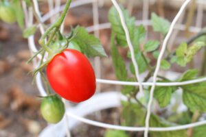 Jak uprawiać pomidory we własnym ogrodzie