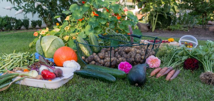 Jak urządzić ogródek warzywny