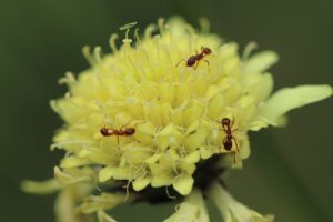 Co odstrasza mrówki