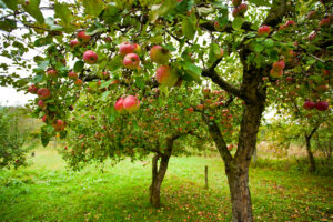 Jabłonie w małych ogrodach