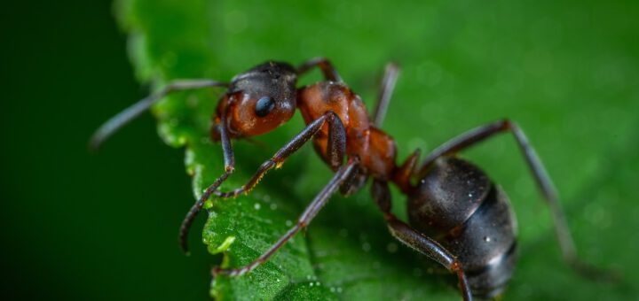 Jak pozbyć się mrówek z ogrodu