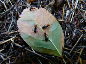 Jak zwalczyć mrówki