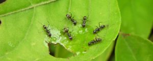 Naturalne sposoby na mrówki w ogrodzie